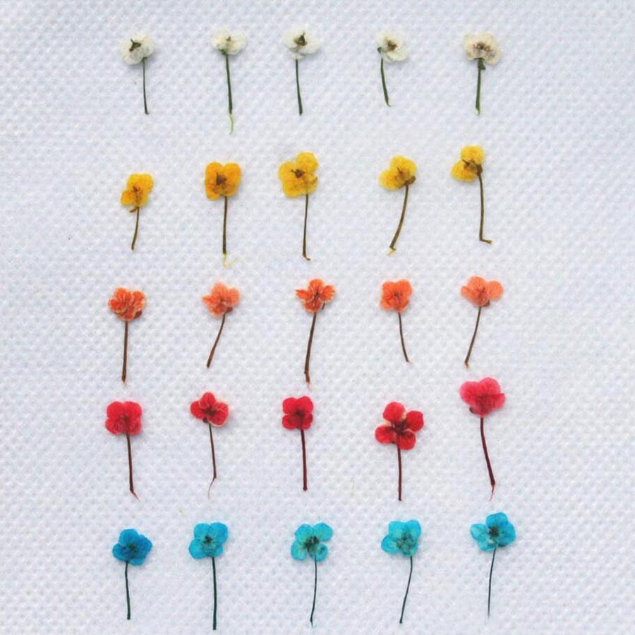 ดอกไม้แห้งขนาดเล็ก 60 ชิ้น – อ - Resin Art Baby บทวิจารณ์และราคา