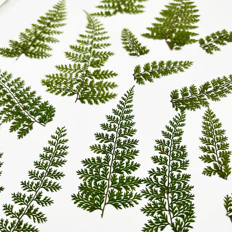 ใบเฟิร์นธรรมชาติ 100 ชิ้น สำหร - Resin Art Baby บทวิจารณ์และราคา