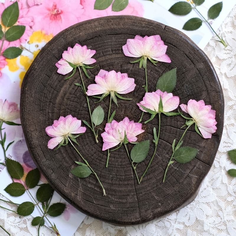 12 ชิ้น, ดอกไม้แห้งอัดแท้สำหรั - Resin Art Baby บทวิจารณ์และราคา